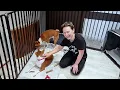 Fostering Basenji rescue pups - part 1