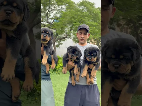 Naya Beast Rottweiler Lelu kya ?😱 #doglove #rottweiler #rottweilerpuppy