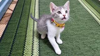 I Surprised My Kitten With A Doll! (Her Reaction Is Priceless) 😻 