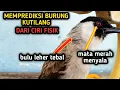 Lagu Cara Memilih PIKAT KUTILANG yang BAGUS dari ciri fisik
