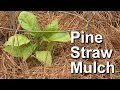 Pine Straw Mulch - Garden Notes
