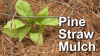 Pine Straw Mulch - Garden Notes