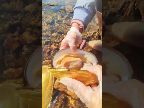 Sea Agate and Sea Crystal: Finding Hidden Treasures on the Shore and rare pearl