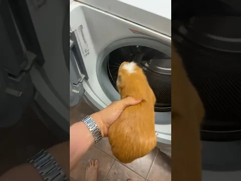 Washing my guinea pig #funny ￼