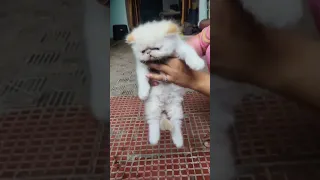 Https Whatsapp Com Channel 0029Vb42G0fKbYMNExohtn3i 