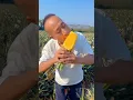 Download Lagu Real Ananas Farming In China