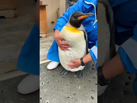 Never Touch a Penguin, Even If It Comes to You! 🐧