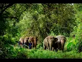 Download Lagu Phang Nga Elephant Park: Visitor Information Swedish Version
