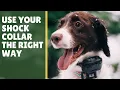 5 Tips E-Collar Dog Training for Beginners