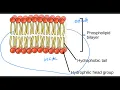 Biology 1408 Lecture Exam 1 - Review