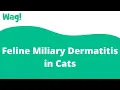 Feline Miliary Dermatitis in Cats Wag