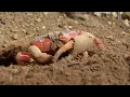 Crabs are omnivores like humans 1to1tl