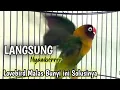 Download Lagu PANCINGAN LOVEBIRD Ngekek Panjang PALING AMPUH, LB Bahan Cepat GACOR Ngetik Mantab Ngekek Panjang