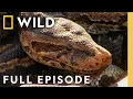 Ranking World's Deadliest Snakes (Full Episode) | Dangerous Encounters | Nat Geo Animals