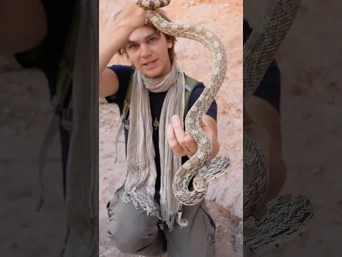 I Almost Got Bitten by a Rattlesnake Lookalike
