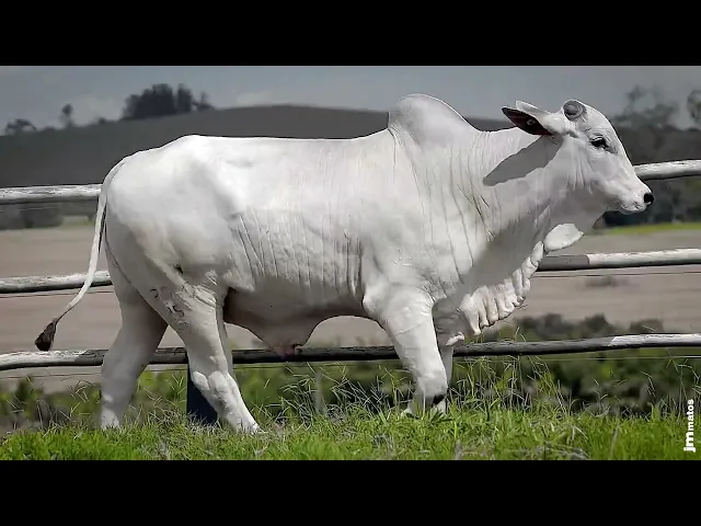 Touro Nelore SGN - 2546