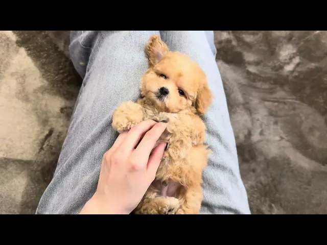 動画