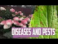 Hydrangea Diseases And Pests - Spots on Hydrangea Leaves