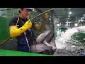 Download Lagu Skala luar biasa! Peternakan salmon dengan produksi tahunan 100 ton / Makanan jalanan Korea