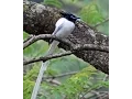 The Asian paradise flycatcher