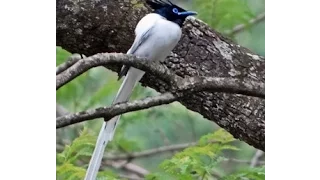 The Asian paradise flycatcher