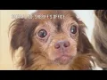 Brevard County Sheriff Animal Abuser Actin A Fool