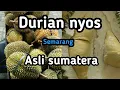 Download Lagu MAKAN DURIAN NYOS SEMARANG