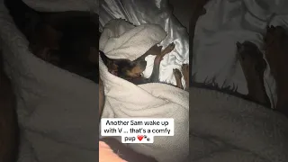 She’s still sleeping lol ! Hope you have a great day !!! #fypシ #Fyp #Dream #doberman #pets