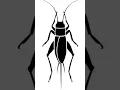 Download Lagu crickets Sounds Effects No Copyright