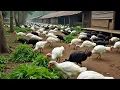 Common Mistakes Turkey Farmers Make And How To Avoid Them To Increase Production