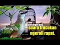 Download Lagu TRUCUK ngeroll