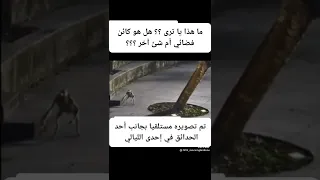 ما هذا يا ترى   هل هو كائن فضائي   دندنها