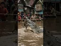 Detik detik seekor monyet hampir dimakan buaya besar saat banjir 😱 #buaya