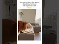 Download Lagu LA CARA DEL GATO LO DICE TODO😱 #shots
