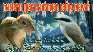 jingjing petulak dan bajing kekes bikin juara gantangan 