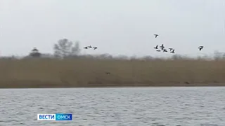 Омичей попросили не кормить водоплавающих птиц