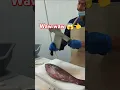 Lagu #youtubeshorts #seafoodprep #fish #comment #food #fishcutting #fishing #india #seafood #chef