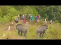 Download Lagu REKOR !!! Hama Babi Terbanyak 2 Tahun Terakhir di Bukit Kilah