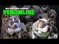 Beastly Big Dogs Interview Venomline NMG Bullies on Top Studs Homicide King Koopa