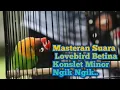 Download Lagu TERBAIK.!!! Masteran Lovebird Betina Konslet Nada Minor Istimewa
