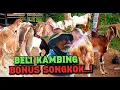 Download Lagu Pusat kambing murah dikota reog❗Update kambing indukan breding super dipasar slahung Ponorogo