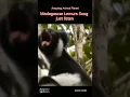 Download Lagu Madagascar Lemurs Song