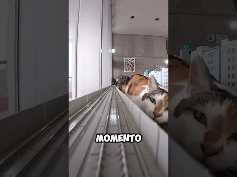 ¡Gatos gigantes atacaron el trenecito! 🐱🚂😱