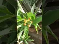 Download Lagu Insulin Plant Blooming | Costus igneus
