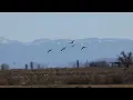 Sandhill Crane Migration in Monte Vista National Wildlife Refuge