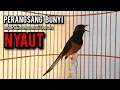 Download Lagu murai batu gacor AMPUH buat PANCINGAN murai batu agar bunyi JADIKAN burung murai gacor EMOSI