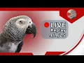 Download Lagu Einstein Parrot Live