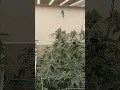 carbon fiber strain