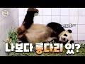 Download Lagu [ENG] 8분 43초 목소리는 러바오일까 송바오일까｜#판다와쏭 #212
