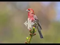 Download Lagu masteran nada dering suara burung berjeda